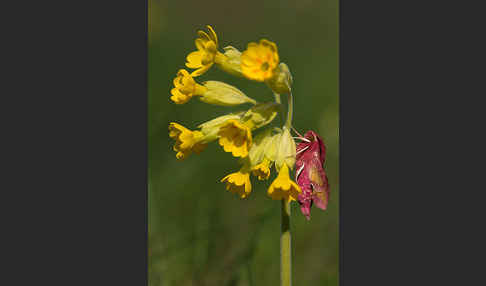 Kleiner Weinschwärmer (Deilephila porcellus)