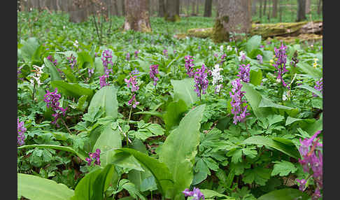 Hohler Lerchensporn (Corydalis cava)