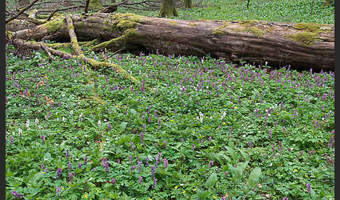 Hohler Lerchensporn (Corydalis cava)