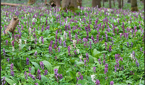 Hohler Lerchensporn (Corydalis cava)