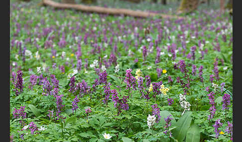 Hohler Lerchensporn (Corydalis cava)