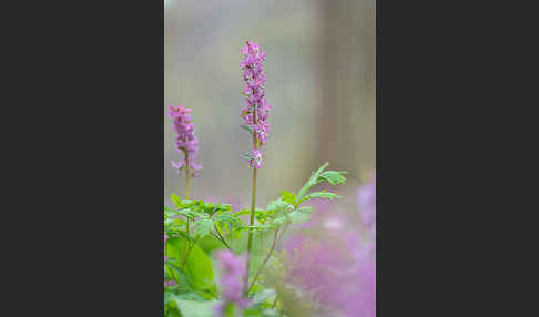 Hohler Lerchensporn (Corydalis cava)