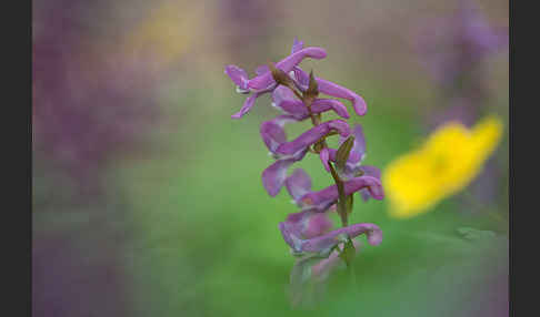 Hohler Lerchensporn (Corydalis cava)