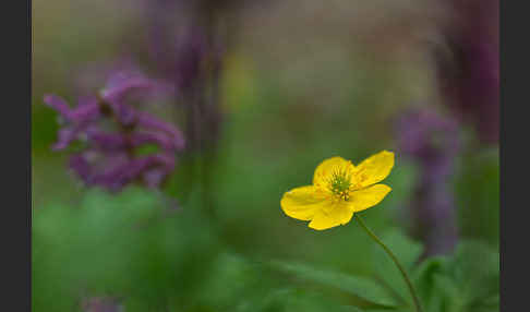 Gelbes Windröschen (Anemone ranunculoides)