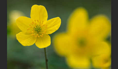 Gelbes Windröschen (Anemone ranunculoides)