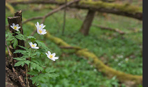 Busch-Windröschen (Anemone nemorosa)