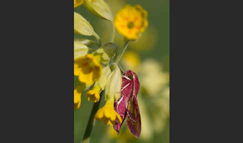 Kleiner Weinschwärmer (Deilephila porcellus)