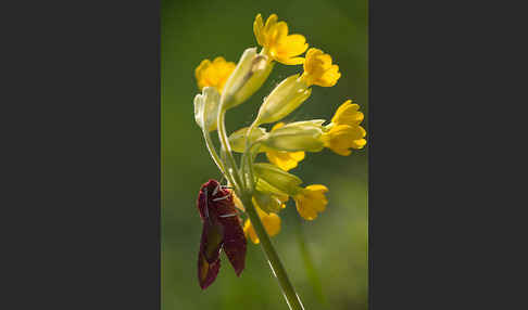 Kleiner Weinschwärmer (Deilephila porcellus)