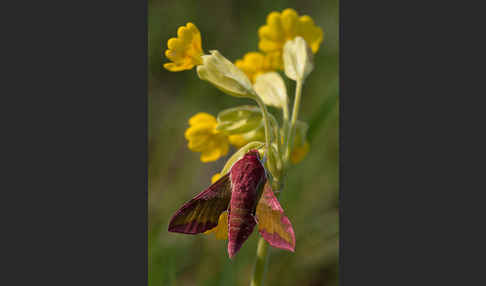 Kleiner Weinschwärmer (Deilephila porcellus)