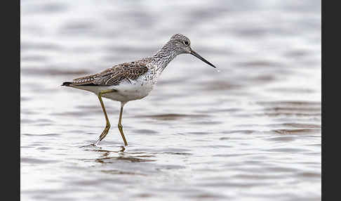 Grünschenkel (Tringa nebularia)