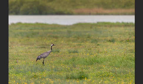 Kranich (Grus grus)