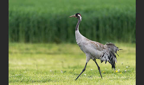 Kranich (Grus grus)