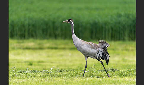 Kranich (Grus grus)