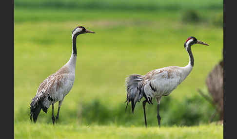 Kranich (Grus grus)