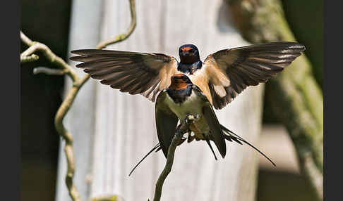 Rauchschwalbe (Hirundo rustica)