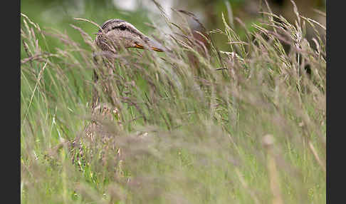 Stockente (Anas platyrhynchos)