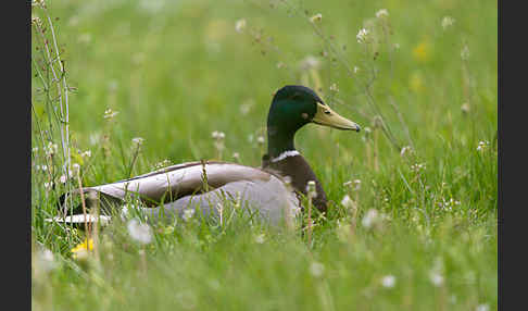 Stockente (Anas platyrhynchos)