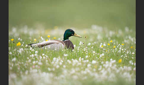 Stockente (Anas platyrhynchos)