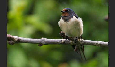 Rauchschwalbe (Hirundo rustica)