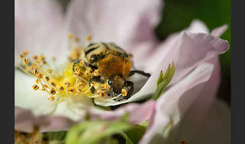 Gebänderte Pinselkäfer (Trichius fasciatus)