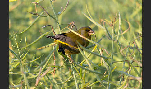 Grünfink (Carduelis chloris)