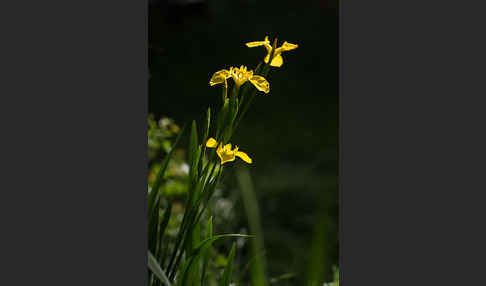 Wasser-Schwertlilie (Iris pseudacorus)