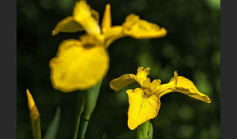 Wasser-Schwertlilie (Iris pseudacorus)