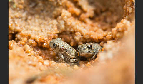 Edelkrebs (Astacus astacus)