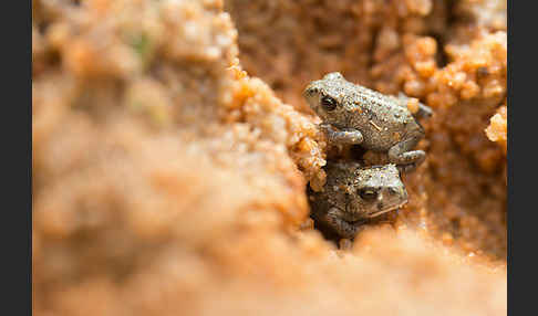 Kreuzkröte (Bufo calamita)