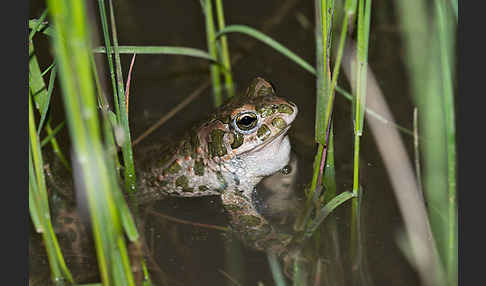 Wechselkröte (Bufo viridis)