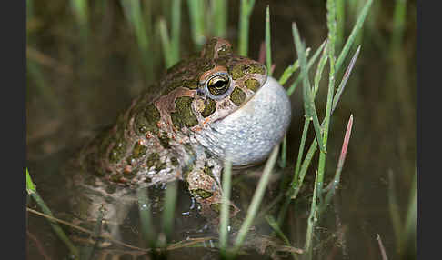 Wechselkröte (Bufo viridis)