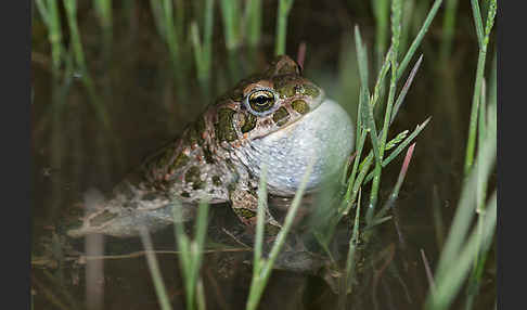 Wechselkröte (Bufo viridis)