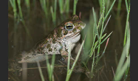 Wechselkröte (Bufo viridis)