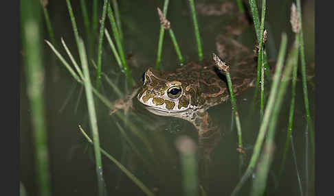 Wechselkröte (Bufo viridis)