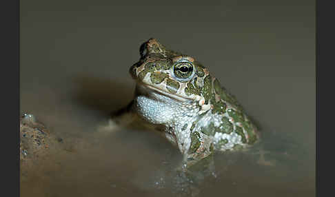 Wechselkröte (Bufo viridis)