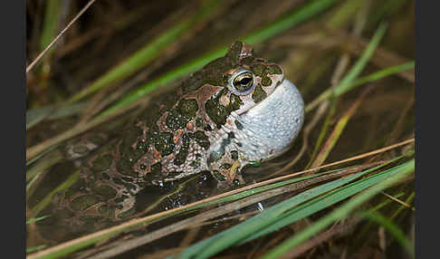 Wechselkröte (Bufo viridis)