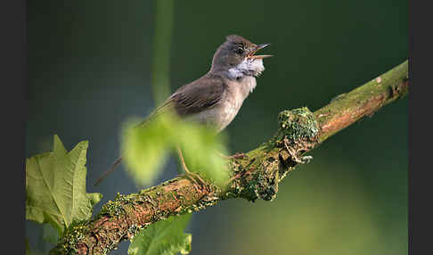 Dorngrasmücke (Sylvia communis)