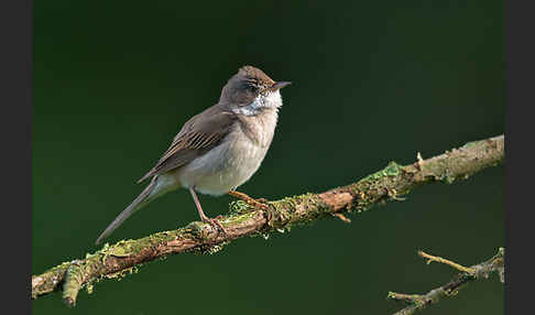 Dorngrasmücke (Sylvia communis)