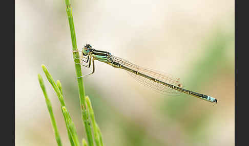 Kleine Pechlibelle (Ischnura pumilio)