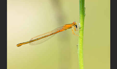 Kleine Pechlibelle (Ischnura pumilio)