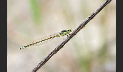 Kleine Pechlibelle (Ischnura pumilio)