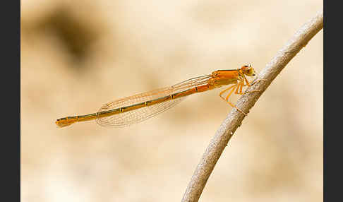 Kleine Pechlibelle (Ischnura pumilio)