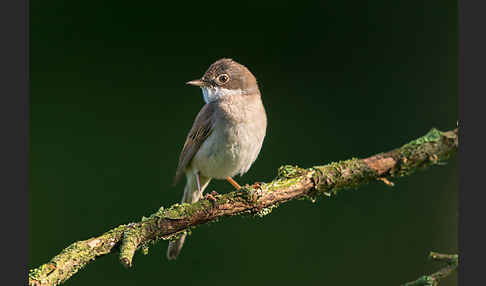 Dorngrasmücke (Sylvia communis)