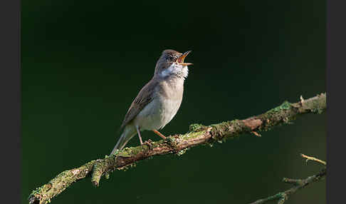 Dorngrasmücke (Sylvia communis)