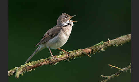 Dorngrasmücke (Sylvia communis)