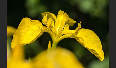 Wasser-Schwertlilie (Iris pseudacorus)