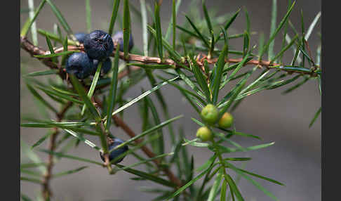 Gemeiner Wacholder (Juniperus communis)