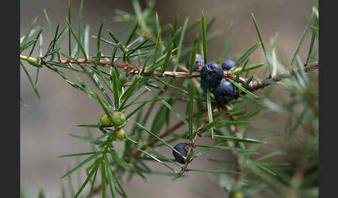 Gemeiner Wacholder (Juniperus communis)