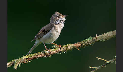 Dorngrasmücke (Sylvia communis)