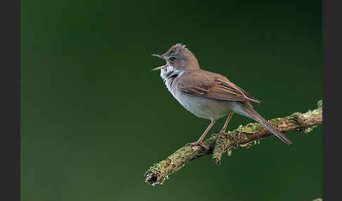 Dorngrasmücke (Sylvia communis)